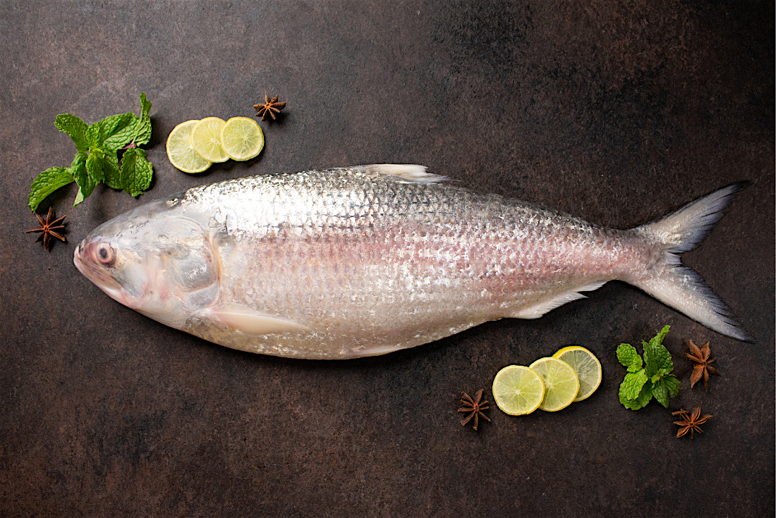 Buy Fresh Hilsa Online - Cambay Tiger